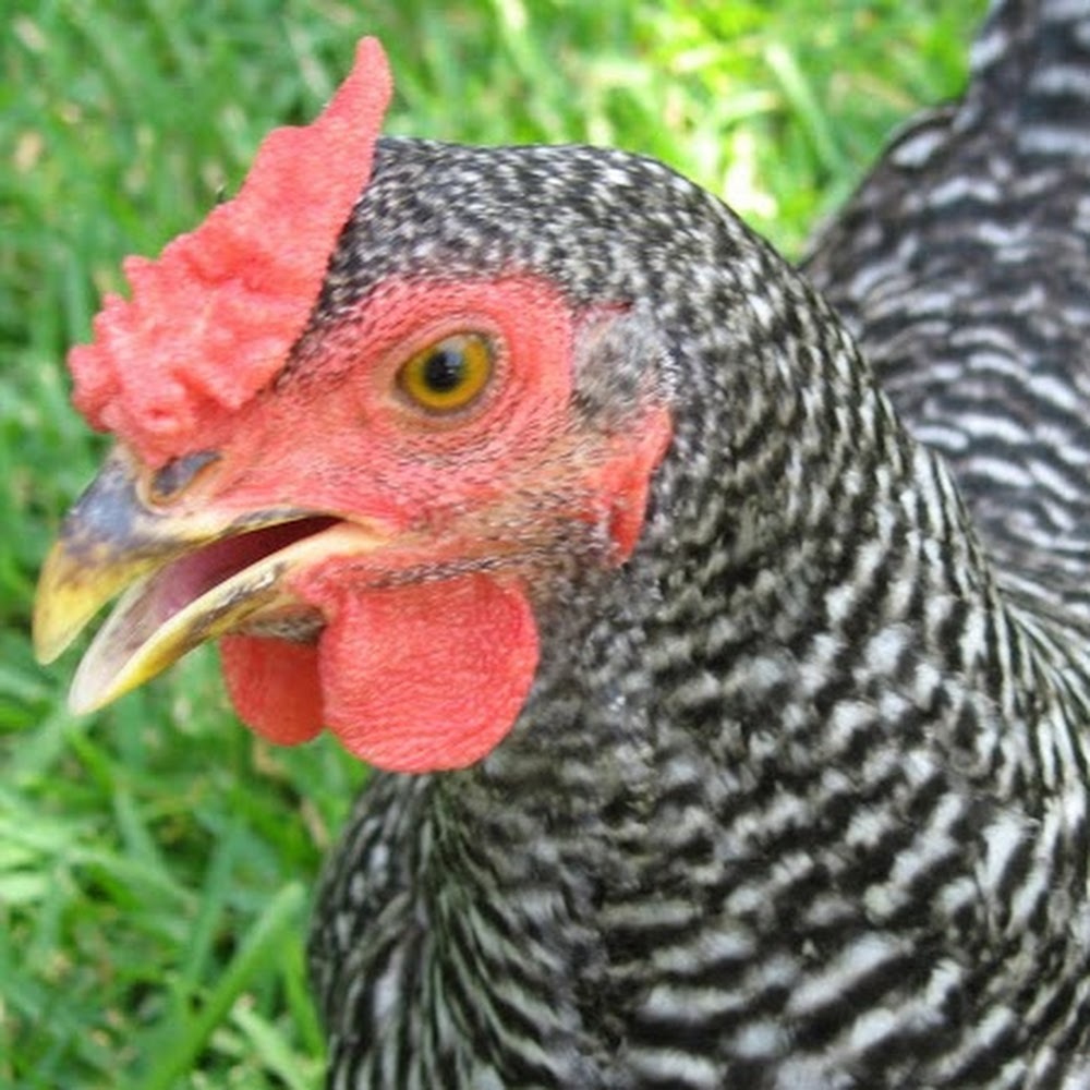 Meet your Posher, Rosalie